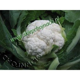 KALAFIOR BALBOA f1 2,5 TYS PREC. ST