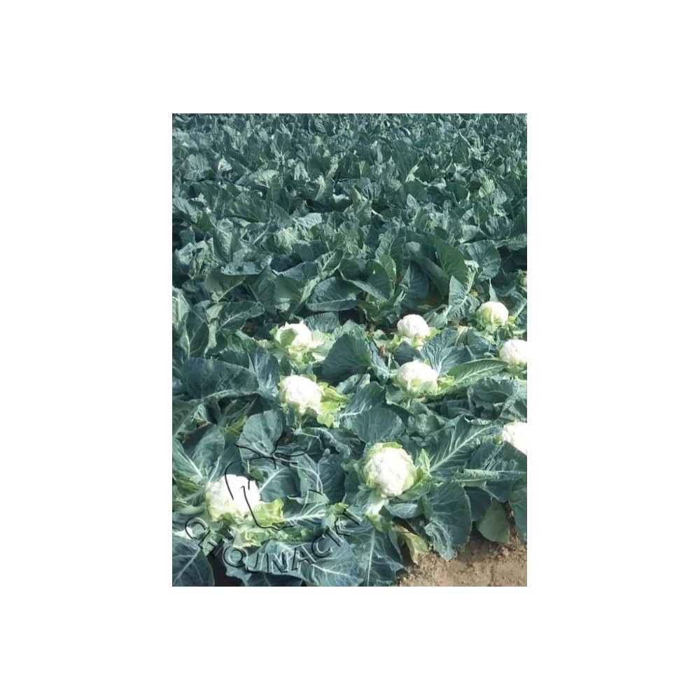 KALAFIOR JAVA F1 2,5 TYS