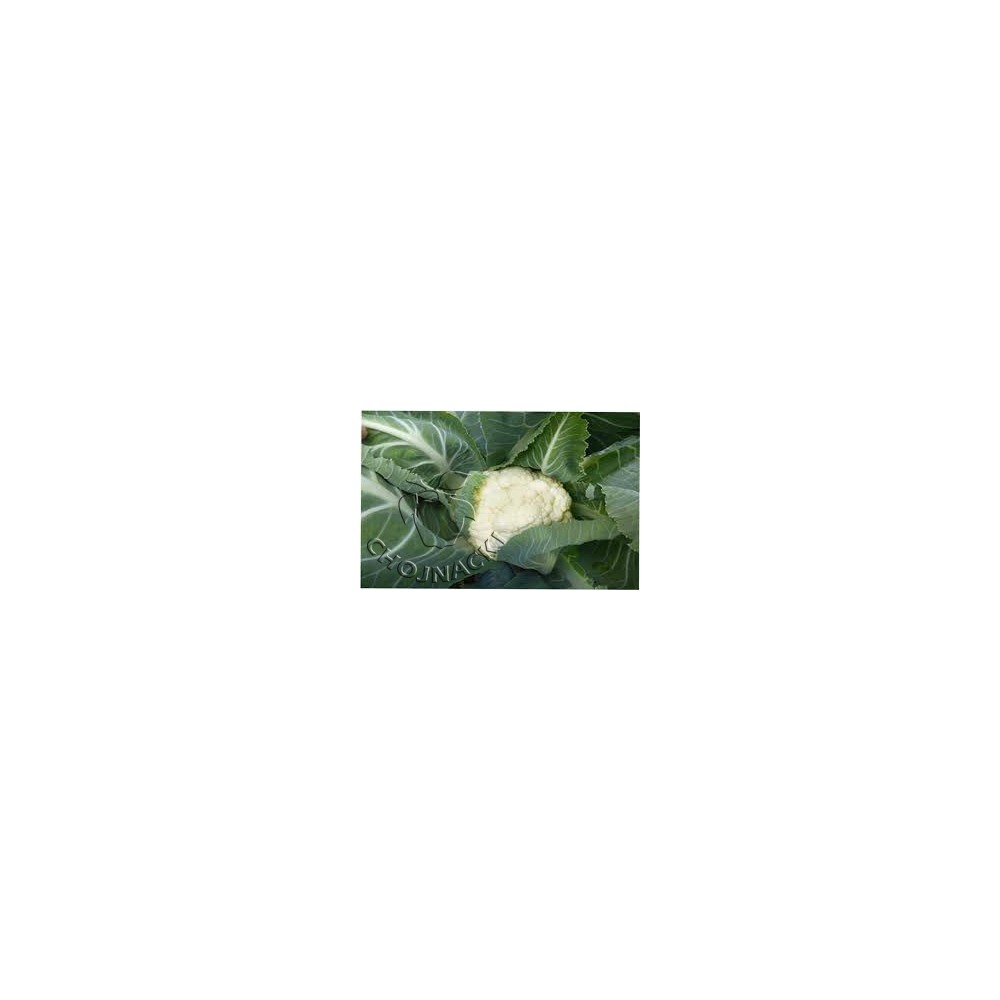 KALAFIOR SPEEDSTAR F1 2,5 TYS