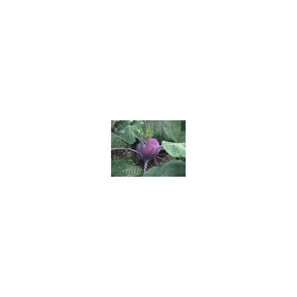 KALAREPA FIOLETOWA KONSTANCE 2,5 TYS PREC.ST