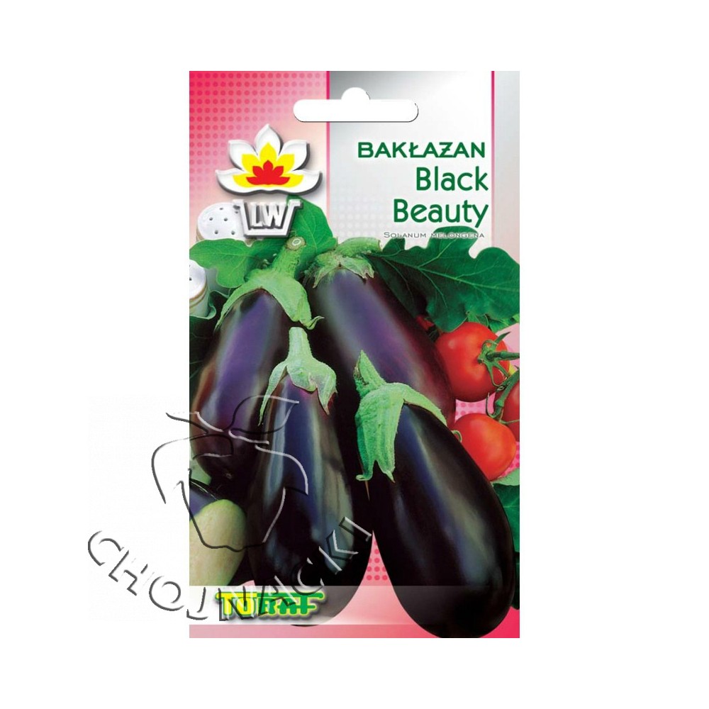 BAKŁAŻAN BLACK BEAUTY 1G