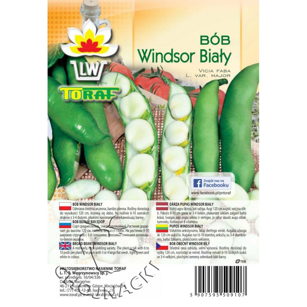 BÓB WINDSOR BIAŁY 50GR