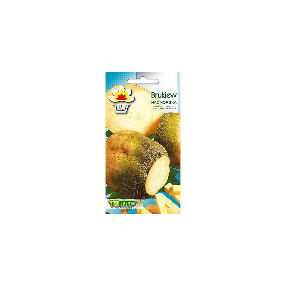 BRUKIEW WILHELMBURSKA NADMORSKA 10G