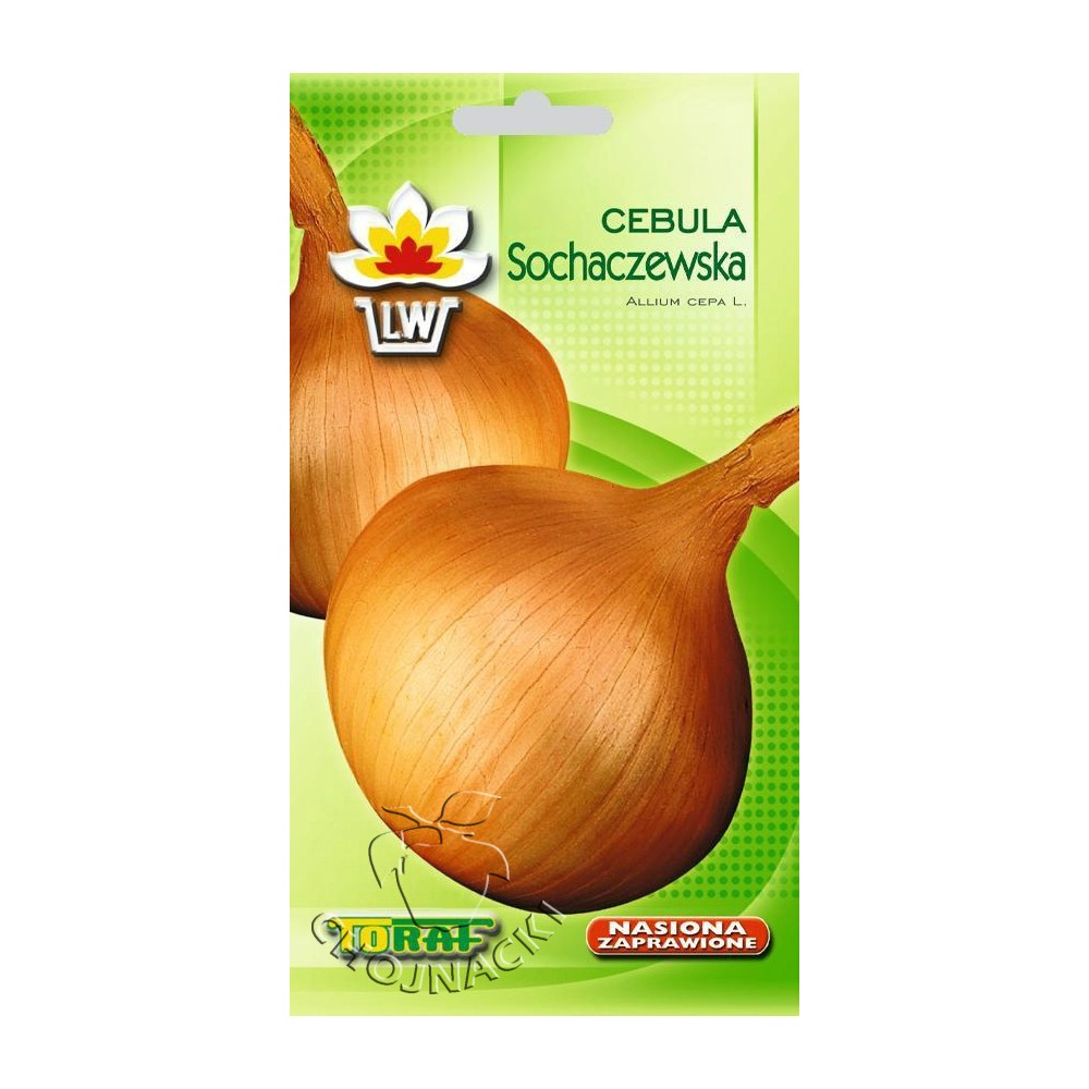 CEBULA SOCHACZEWSKA - PÓŹNA 5G