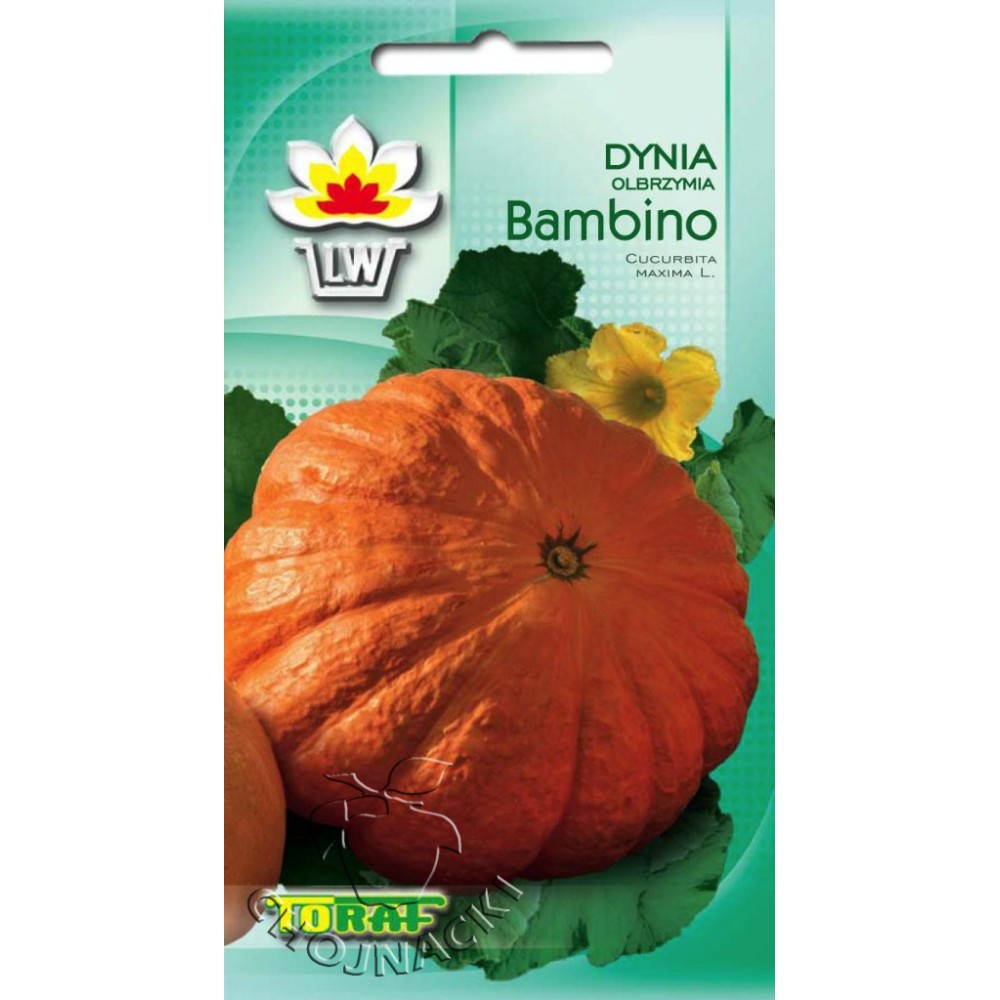 DYNIA OLBRZYMIA BAMBINO 5 GR