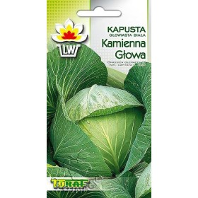 KAPUSTA KAMIENNA GŁOWA 2 GR