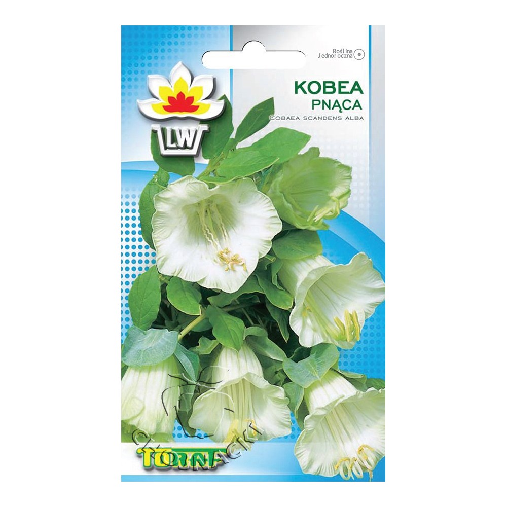 KOBEA PNĄCA BIAŁA 6SZT.