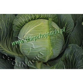 KAPUSTA BIAŁA HURRICANE 2,5TYS PRECYZYJNE ST