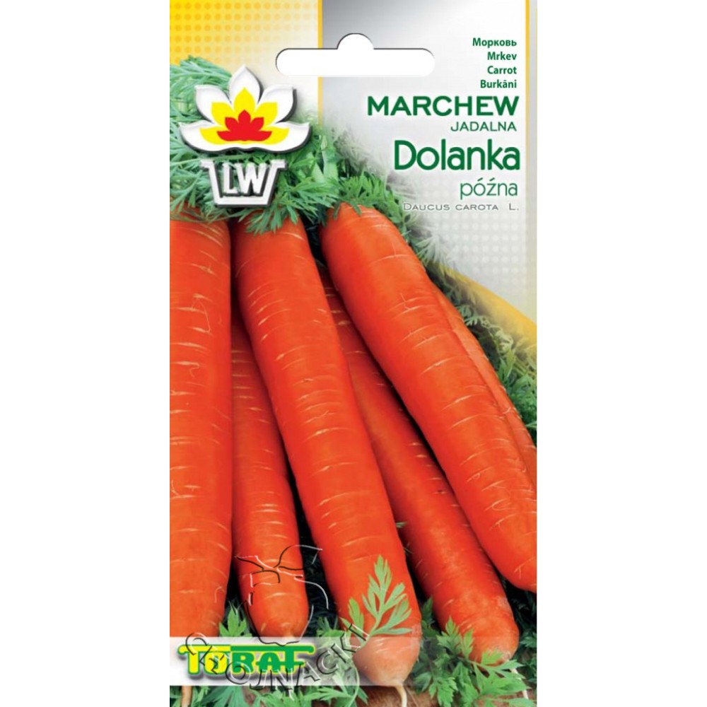 MARCHEW DOLANKA PÓŹNA 5G