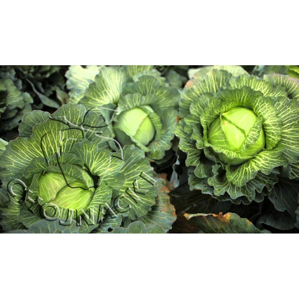 KAPUSTA BIAŁA KILASTOR F1 2,5 TYS PRECYZYJNE