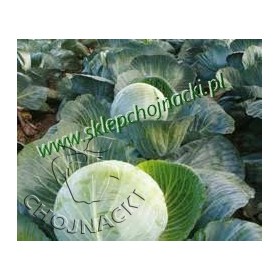 KAPUSTA BIAŁA KILAZOL 2,5 TYS PRECYZYJNE