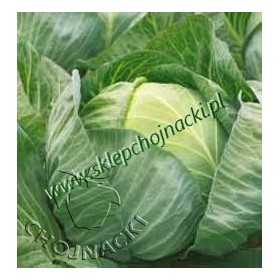 KAPUSTA BIAŁA LIBERATOR F1 2,5 TYS PRECYZYJNE