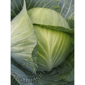 Kapusta biała Lion F1 2,5 tys precyzyjne ST