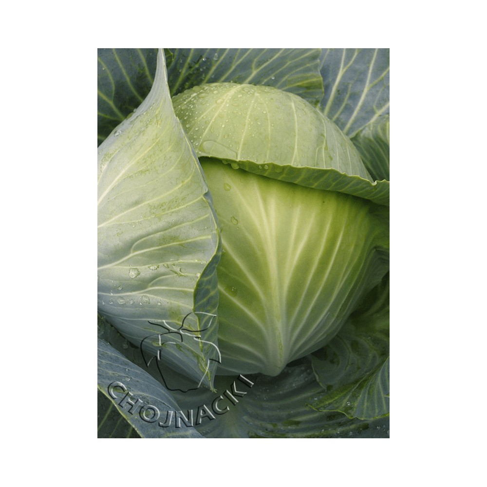 Kapusta biała Lion F1 2,5 tys precyzyjne ST