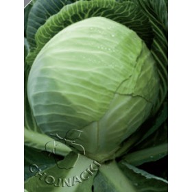 KAPUSTA BIAŁA LUCAS F1 2,5 TYS PRECYZYJNE ST