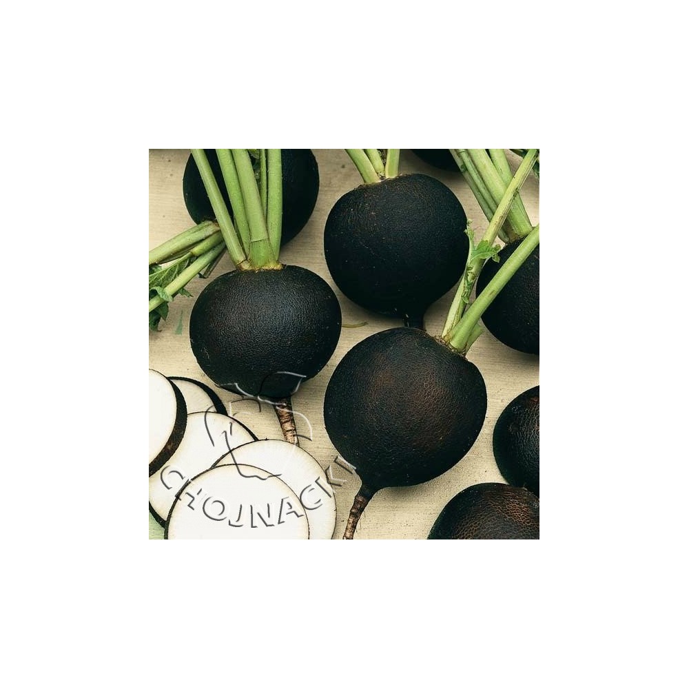 RZODKIEW ZIMOWA RUNDER SCHWARZER WINTER 5 G 1 G