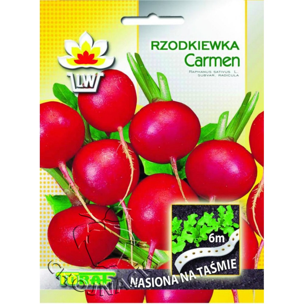 RZODKIEWKA CARMEN TAŚMA 6M
