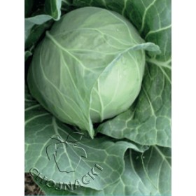 KAPUSTA BIAŁA MAGNUS CRESCO F1 2,5 TYS PRECYZYJNE ST