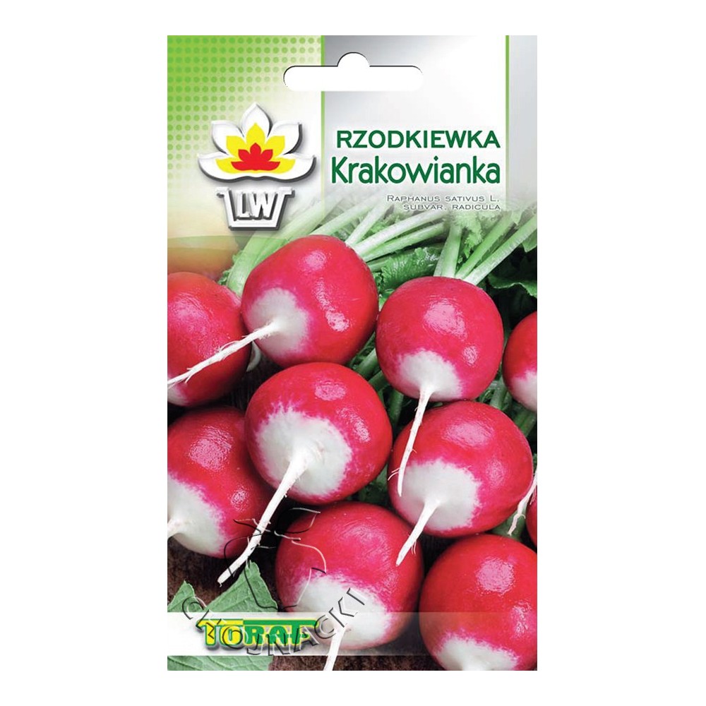 RZODKIEWKA KRAKOWIANKA 10G