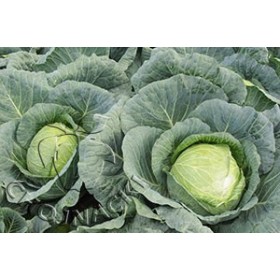KAPUSTA BIAŁA MEGATON F1 2,5 TYS PREC. ST