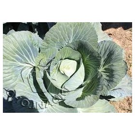 KAPUSTA BIAŁA MONROO F1 2,5 TYS ST