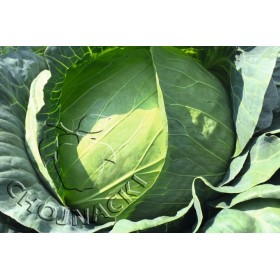 KAPUSTA BIAŁA NIXON F1 2,5 TYS PRECYZYJNE ST