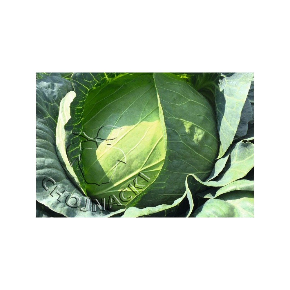 KAPUSTA BIAŁA NIXON F1 2,5 TYS PRECYZYJNE ST