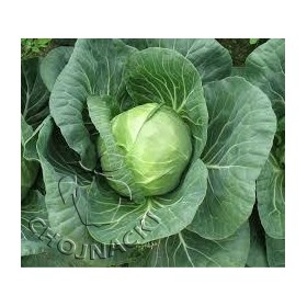 KAPUSTA BIAŁA NOZOMI F1 1 TYS PRECYZYJNE