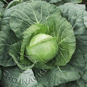 KAPUSTA BIAŁA PAREL F1 2,5  PREC.TYS
