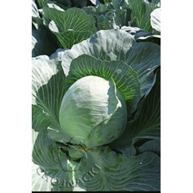 KAPUSTA GŁOWIASTA BIAŁA LENNOX 2,5TYS PRECYZYJNE ST