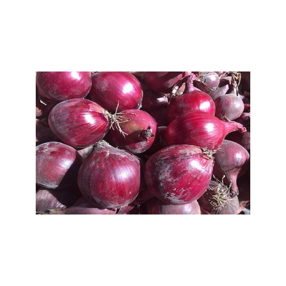 CEBULA CZERWONA REDESCO F1 (37-128) PREC 250 TYS ST