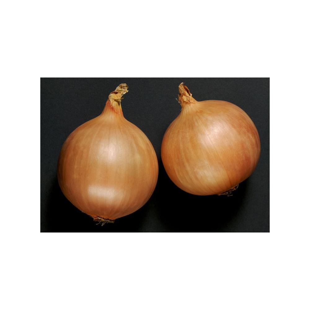 CEBULA ŻÓŁTA DORMO F1 PODKIEŁEK 250 TYS ST