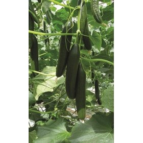 OGÓREK SZKLARNIOWY NIKODEM F1 250 NASION ST