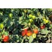POMIDOR GRUNTOWY VISTULA F1  1 TYS ST