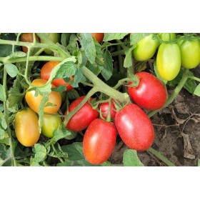 POMIDOR GRUNTOWY OLIVENZA 5 TYS ST