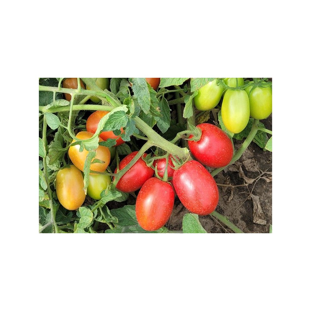 POMIDOR GRUNTOWY OLIVENZA 10 TYS ST
