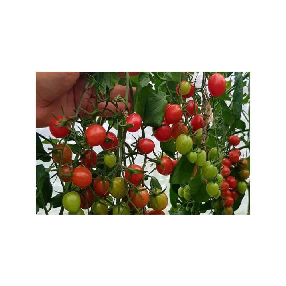 POMIDOR SZKLARNIOWY CHERRY CLAVELLINA F1 100 NAS ST