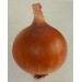 CEBULA GOLDIE 250 TYS. NAS ST