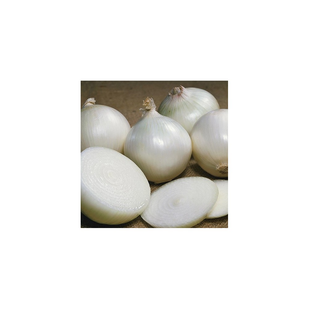 CEBULA BIAŁA AGOSTANA 250G ST