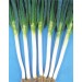 CEBULA SZCZYPIOROWA LONG WHITE ISHIKURA 100G ST