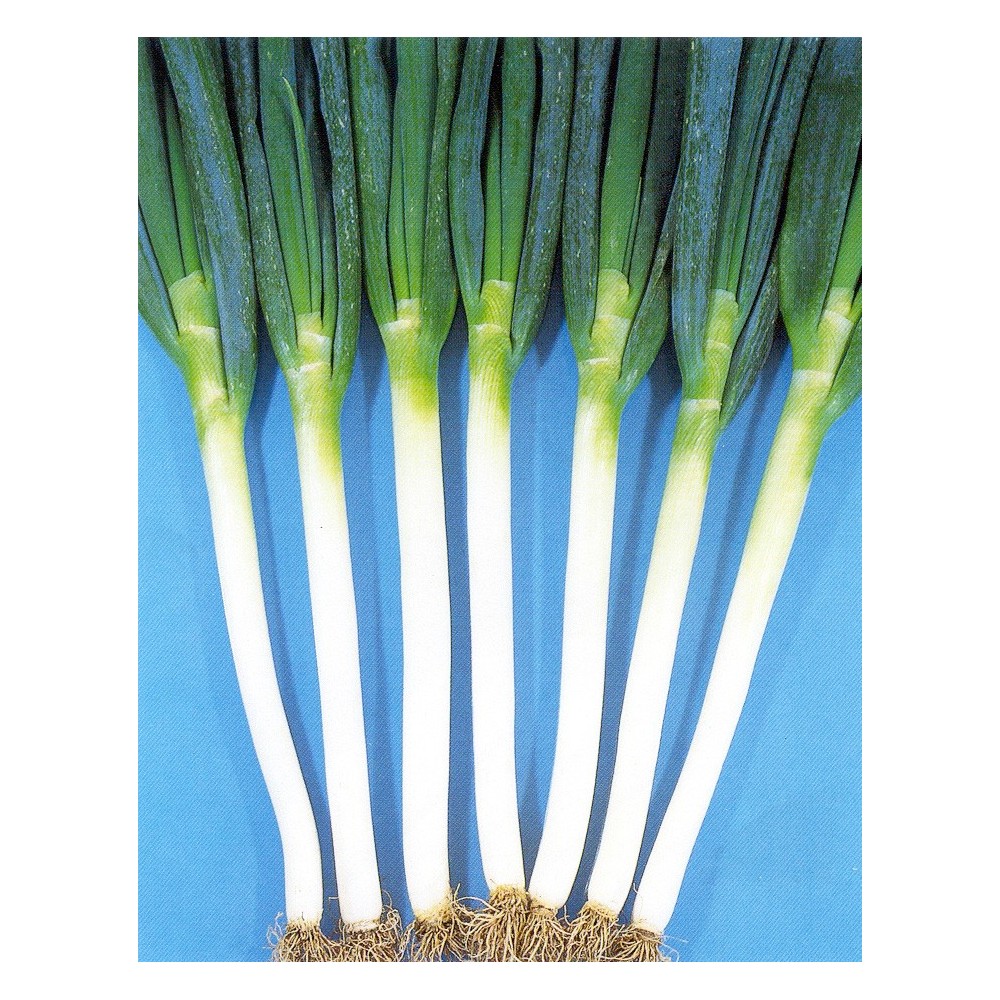 CEBULA SZCZYPIOROWA LONG WHITE ISHIKURA 100G ST
