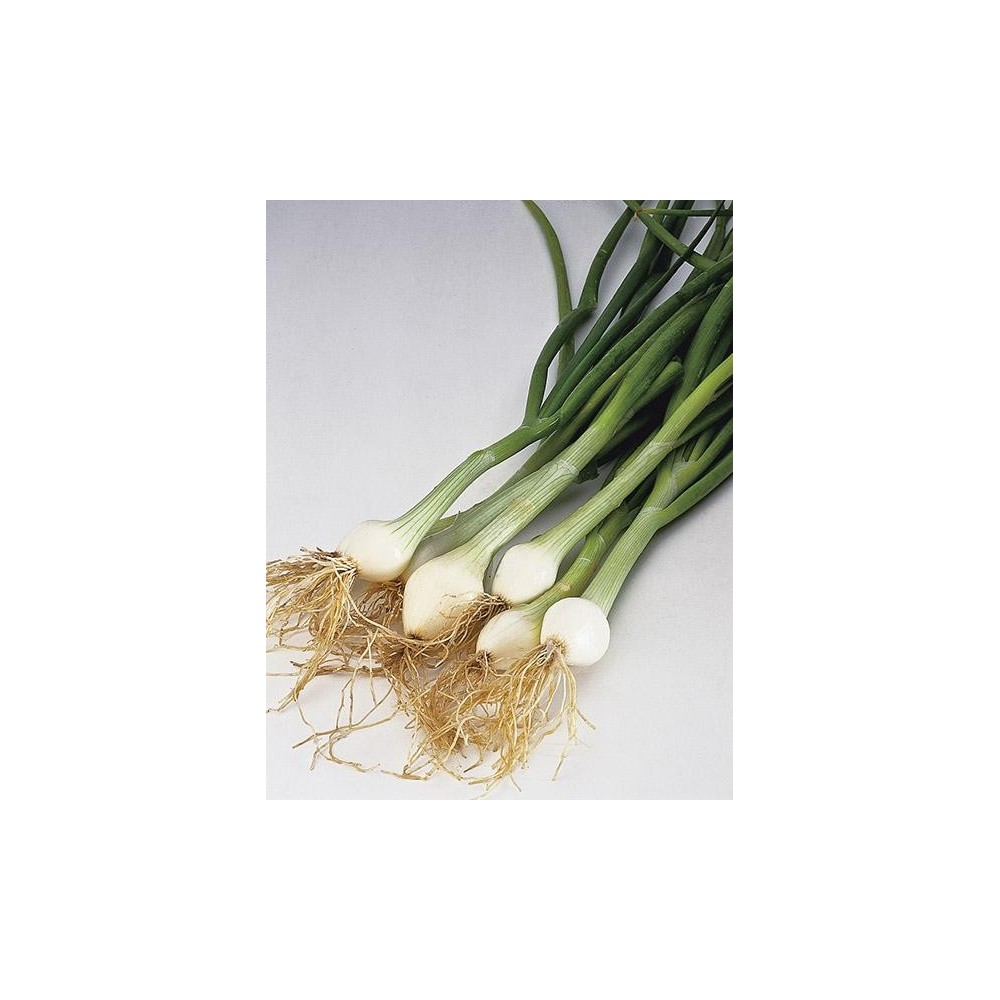 CEBULA SZCZYPIOROWA BLANCA DE LISBOA (WHITE LISBON) 500G ST