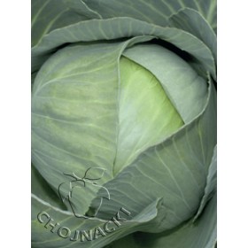 KAPUSTA BIAŁA RAMENOS F1 2,5 TYS PRECYZYJNE ST