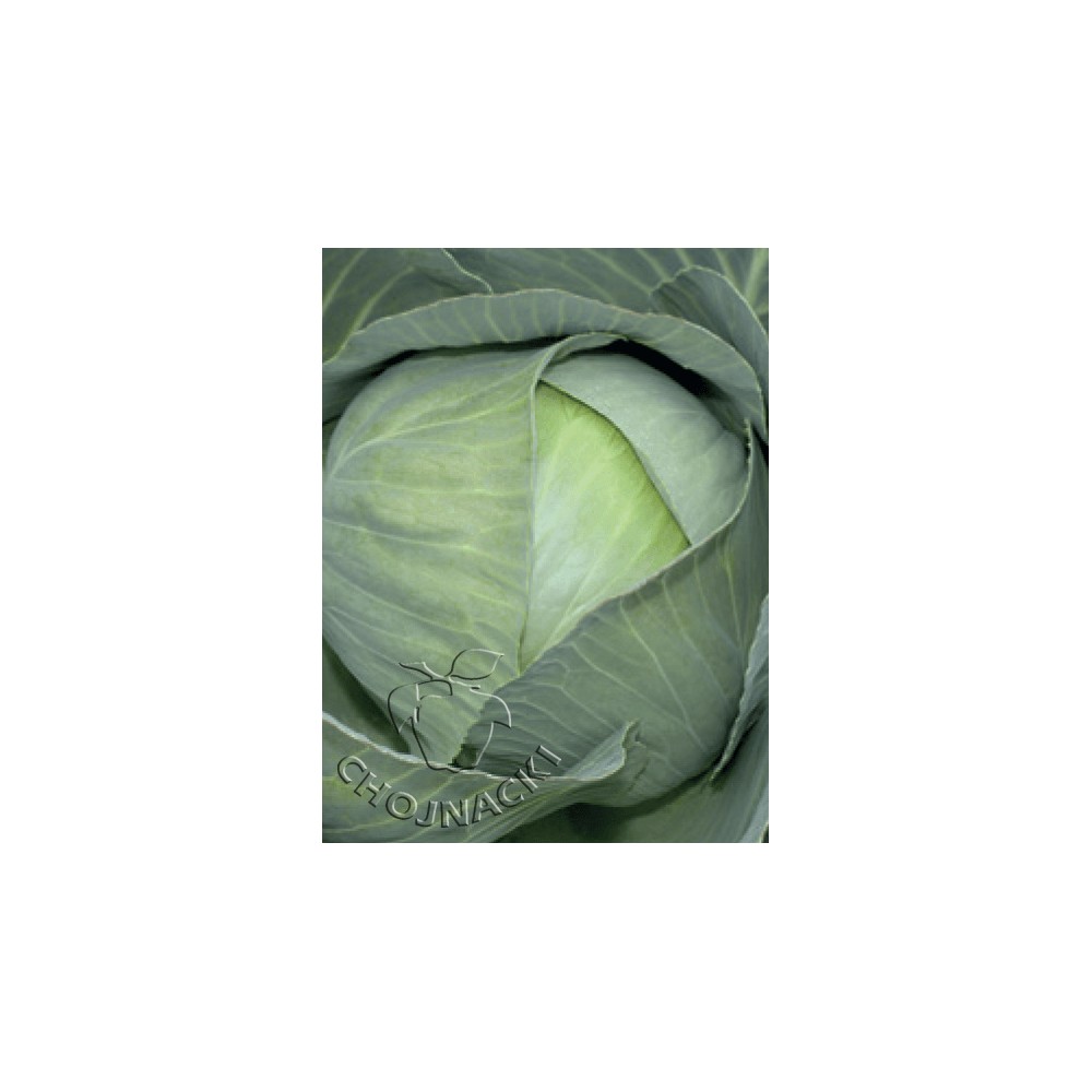 KAPUSTA BIAŁA RAMENOS F1 2,5 TYS PRECYZYJNE ST