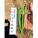 FASOLA ZIELONA QUARTZ 5TYS ST