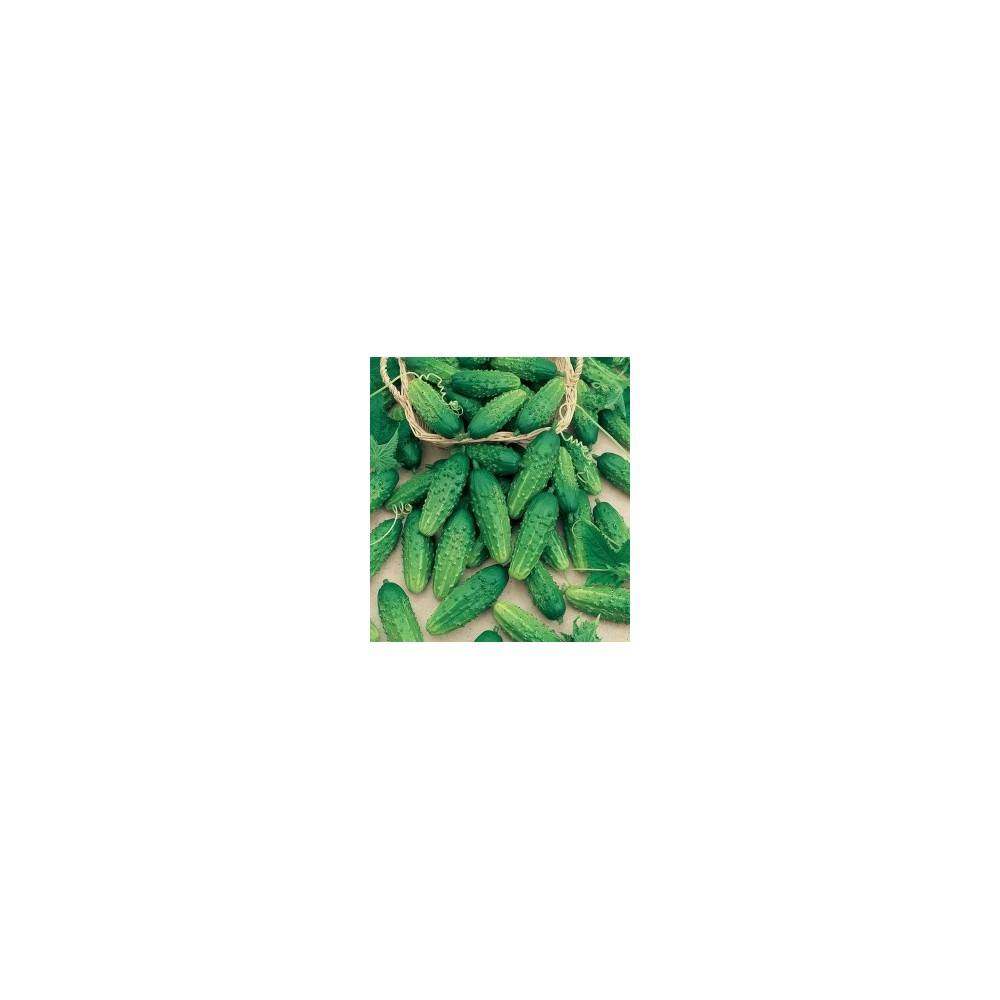OGÓREK POLOWY PICCOLO VERDE DI PARIGI 50G ST