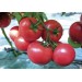 POMIDOR MALINOWY 18TO8230 PINK STAR 250 NAS ST
