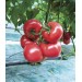 POMIDOR MALINOWY 18TO8102 AREA 250 NAS ST