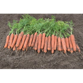 MARCHEW MOKUM 100 TYS 1,4-1,6PREC.ST