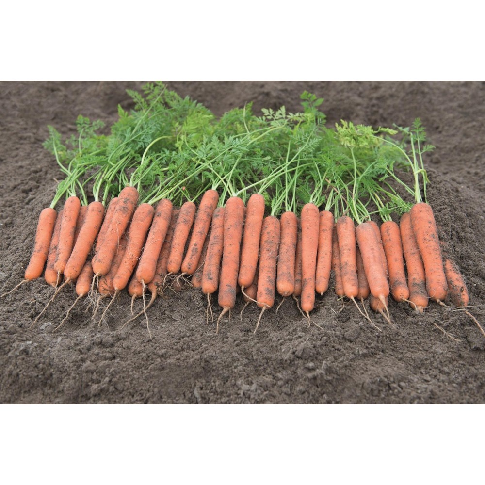 MARCHEW MOKUM 100 TYS 2,2-2,4 PREC.ST